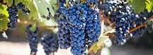 purple grapes 553464 1920